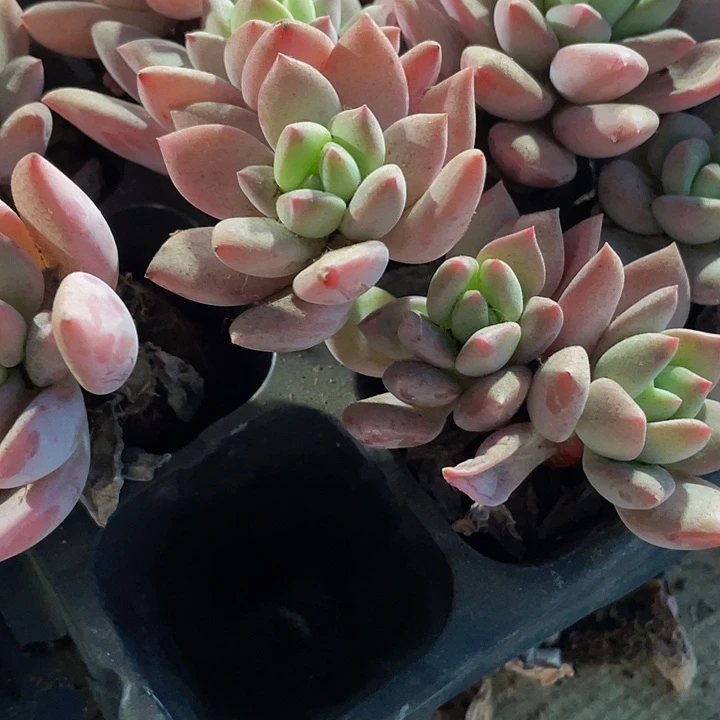 新香水1.5带土发