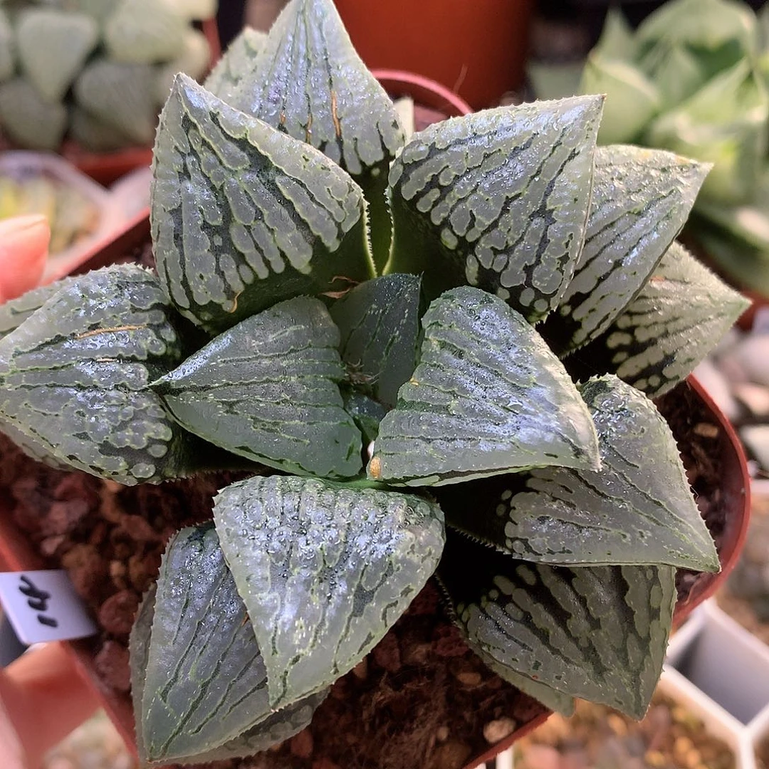 马丽丽带盆土发货啦啦啦玉t