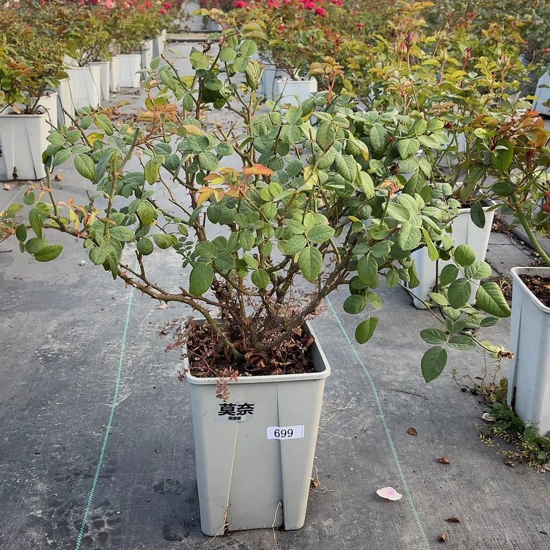 当前无花朵，栽培后可花朵699