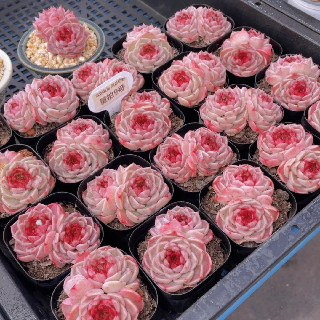 量拍9号红丝绒糖心天鹅绒双头一个