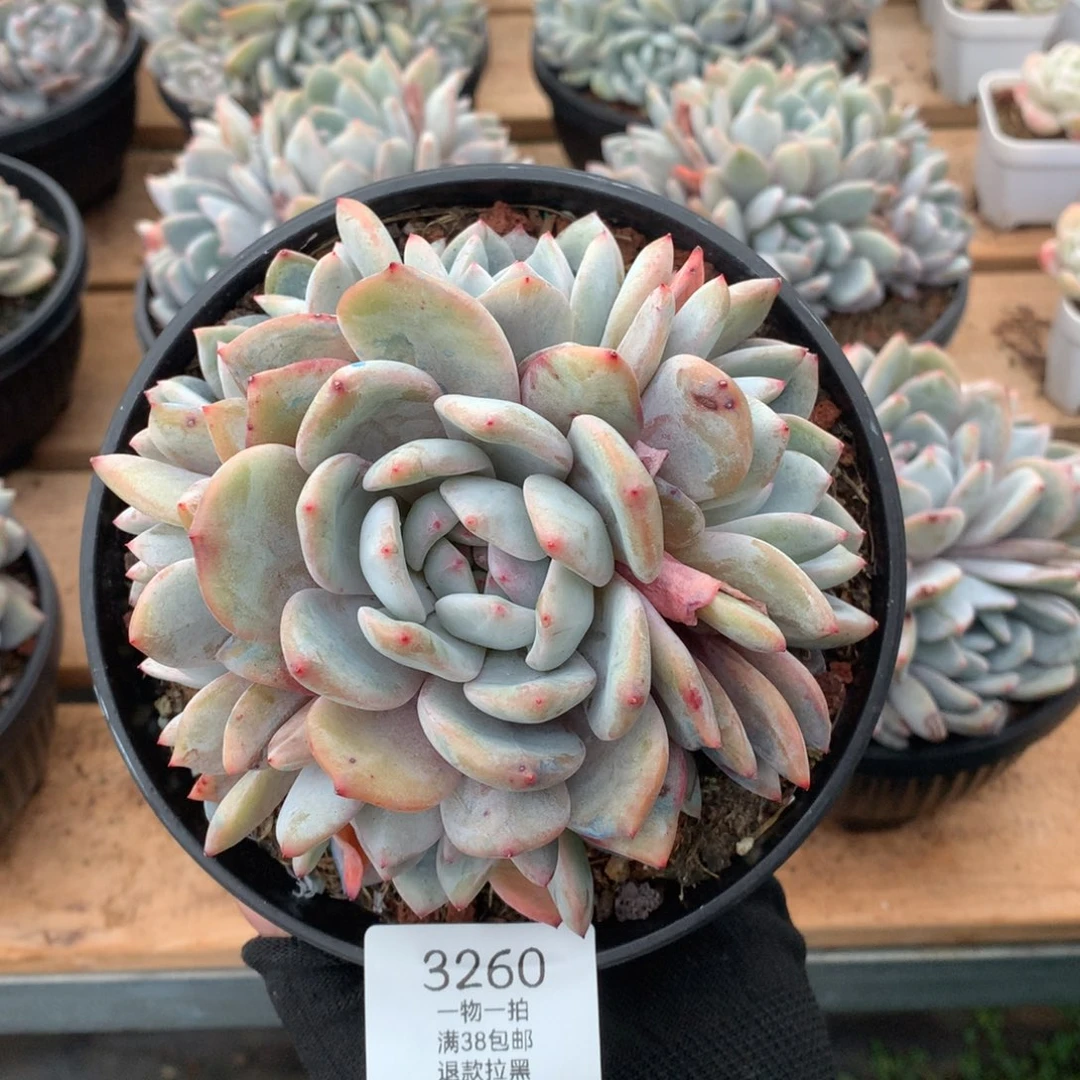 13厘米六头石榴籽手捧3260