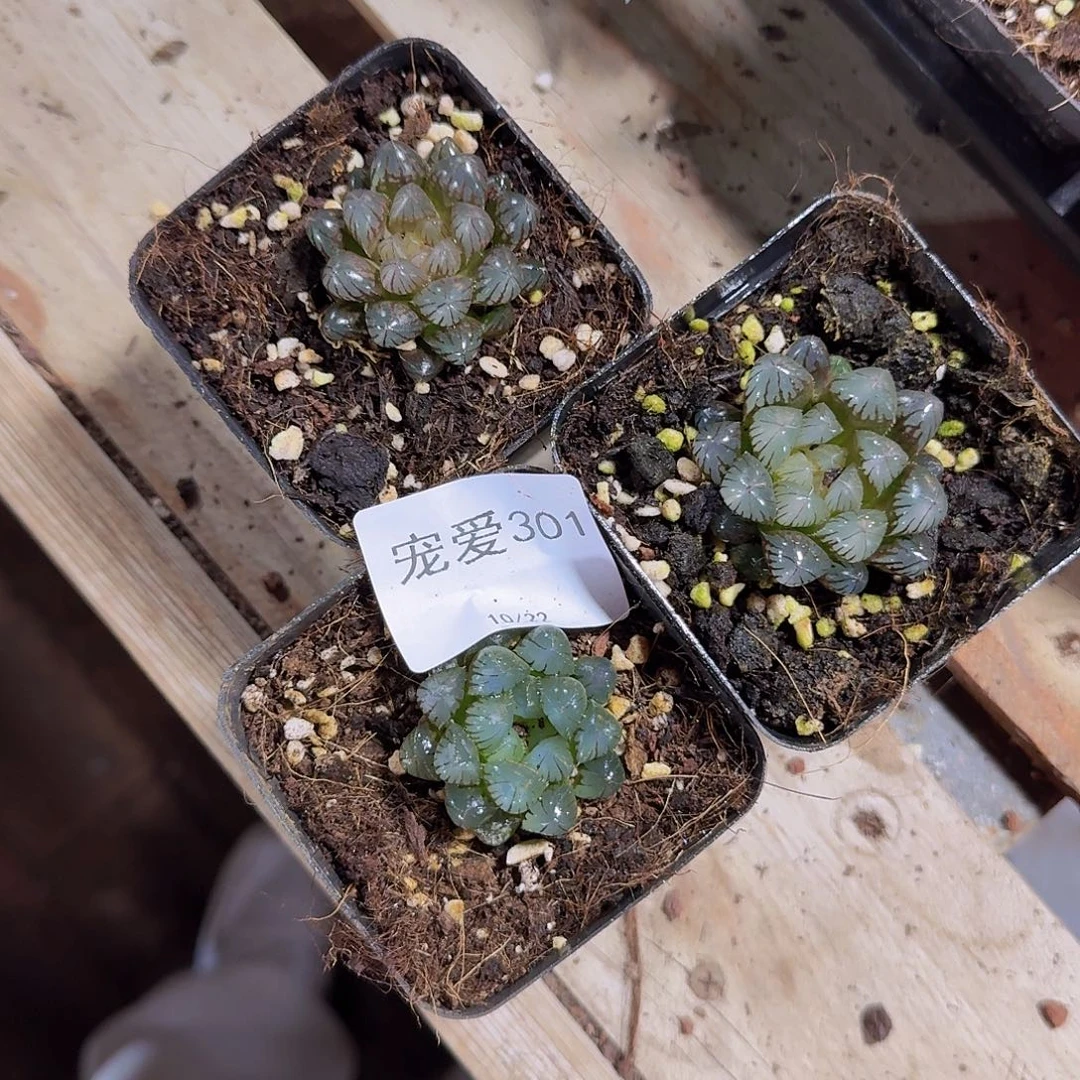 达****直播福利一物一拍301