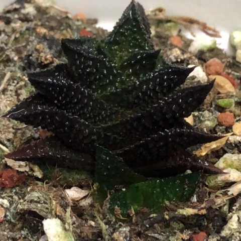哥斯拉母本带侧牙带盆发货
