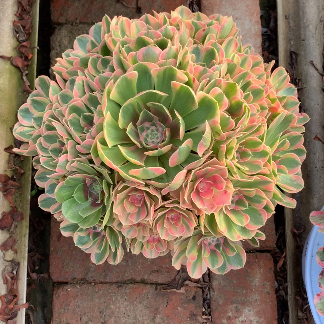 妖月捧花，多肉植物