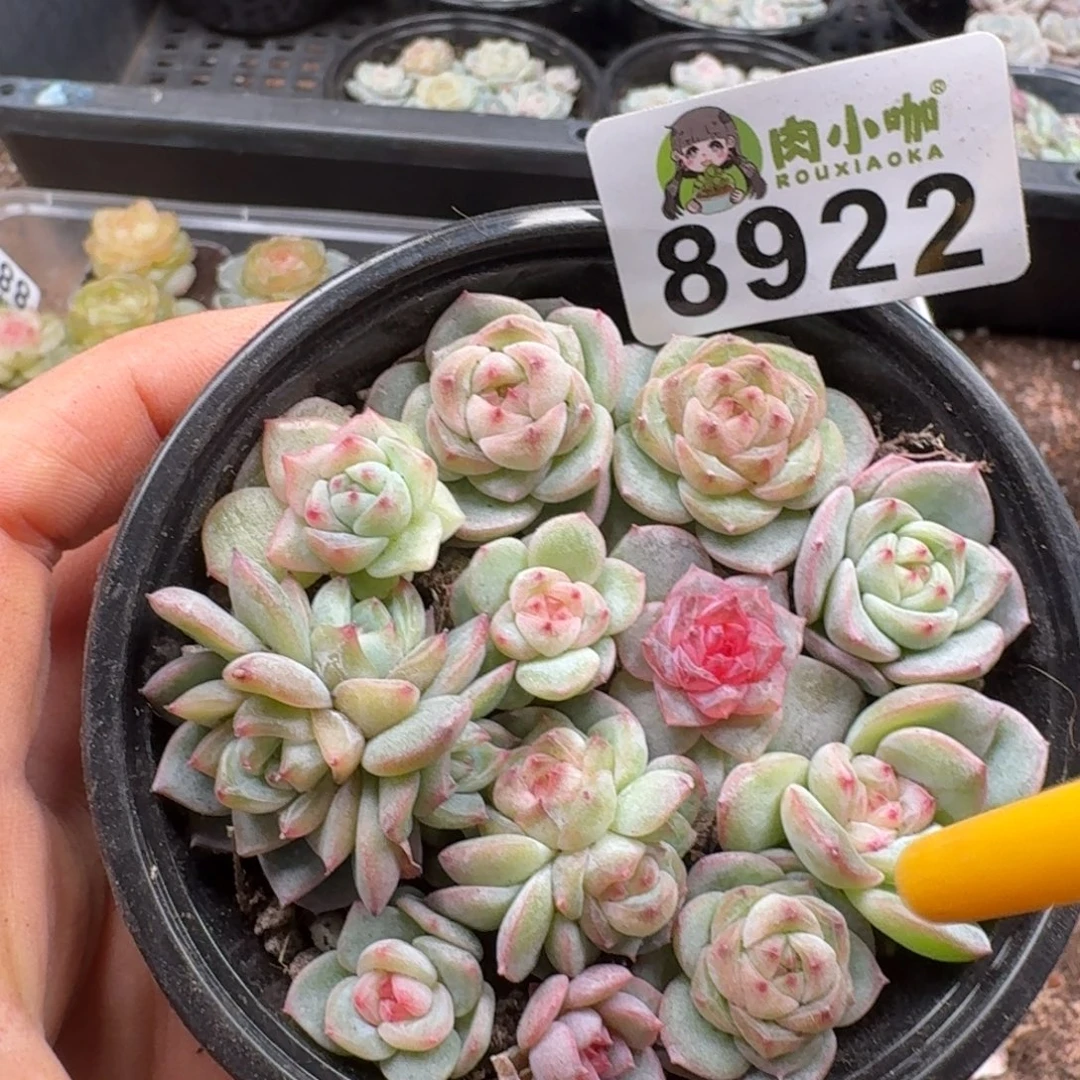 多肉植物多肉植物