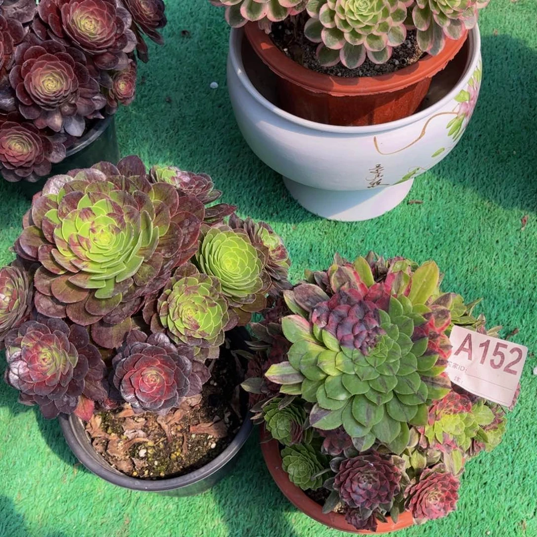 多肉组合00000152