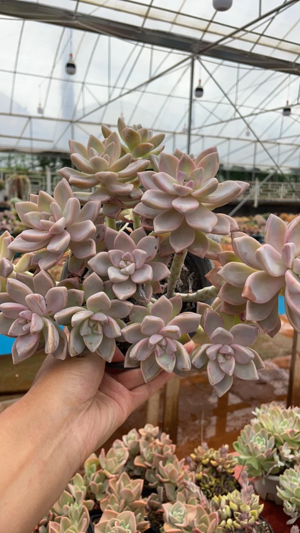 淡雪精品多肉 量拍