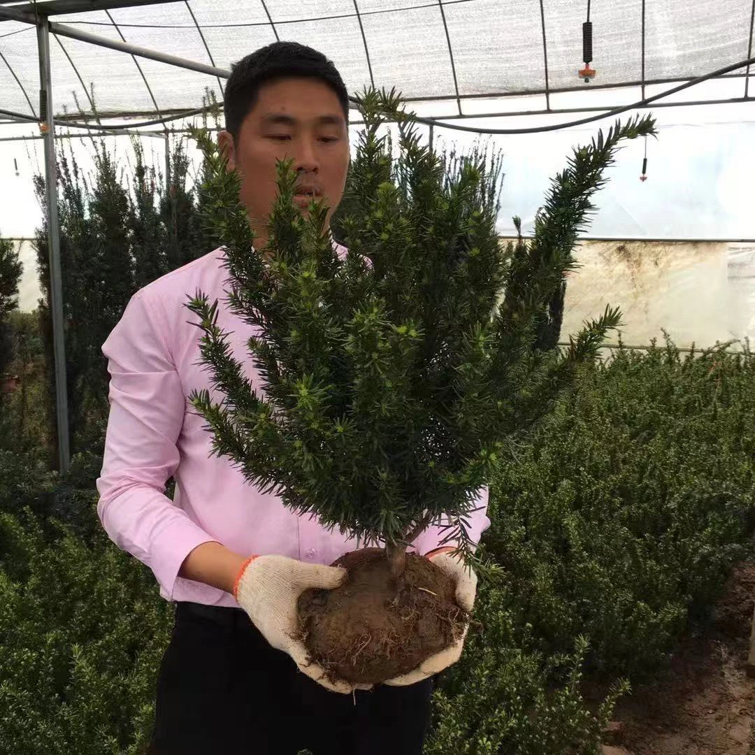 超耐寒曼地亚红豆杉公树苗盆栽盆景绿植公树带花蕾授粉结果植物