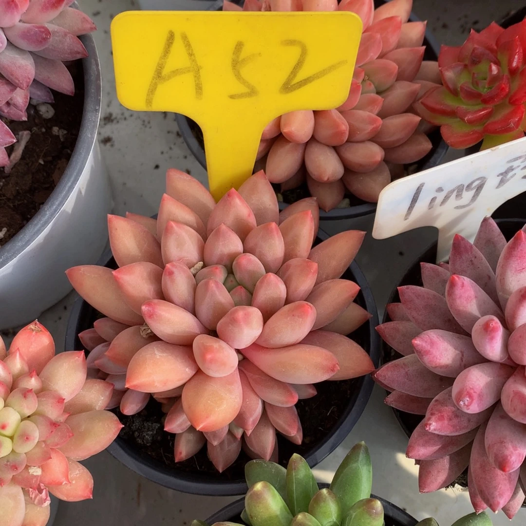 水晶球7272727373737