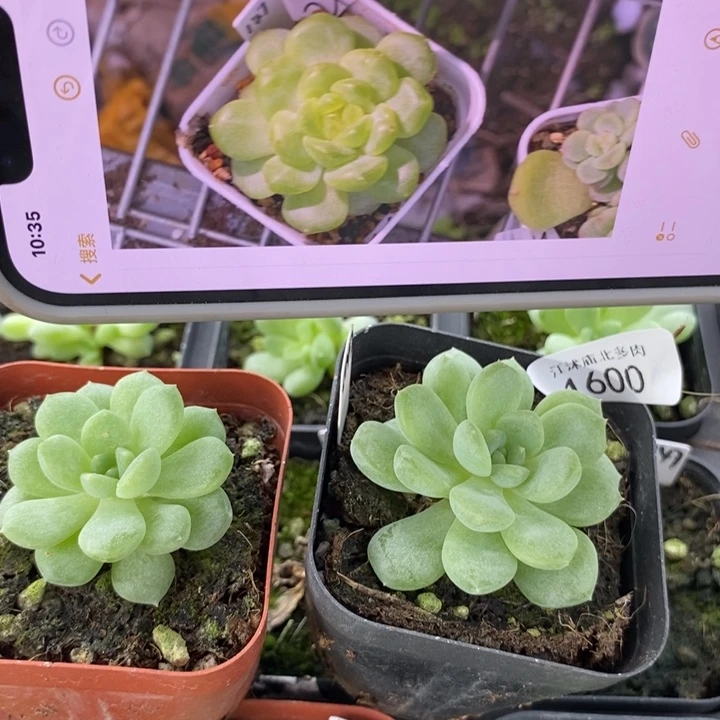 标1600甜心147一个量