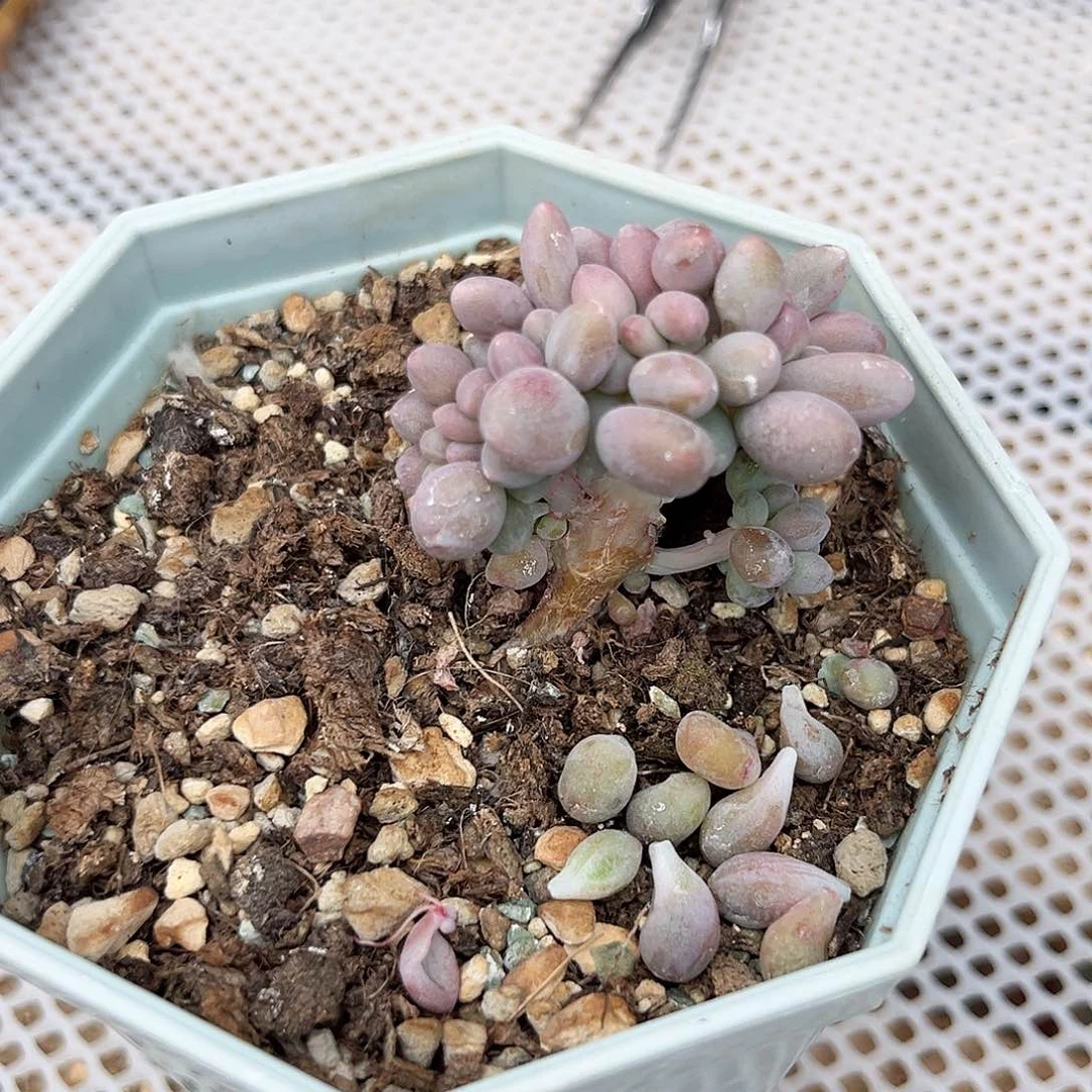 仙子奶酪缀化一物一拍