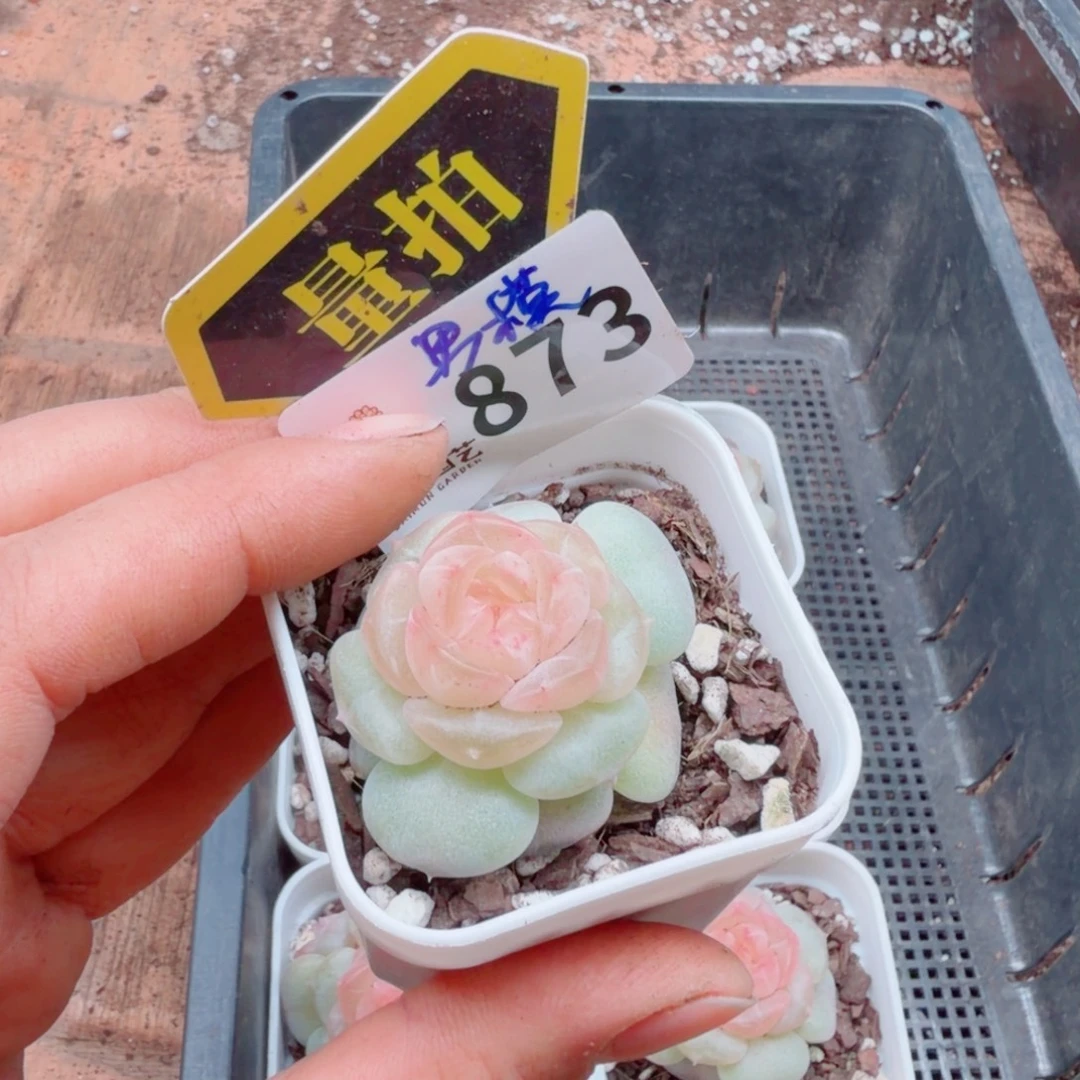 多肉植物多肉植物