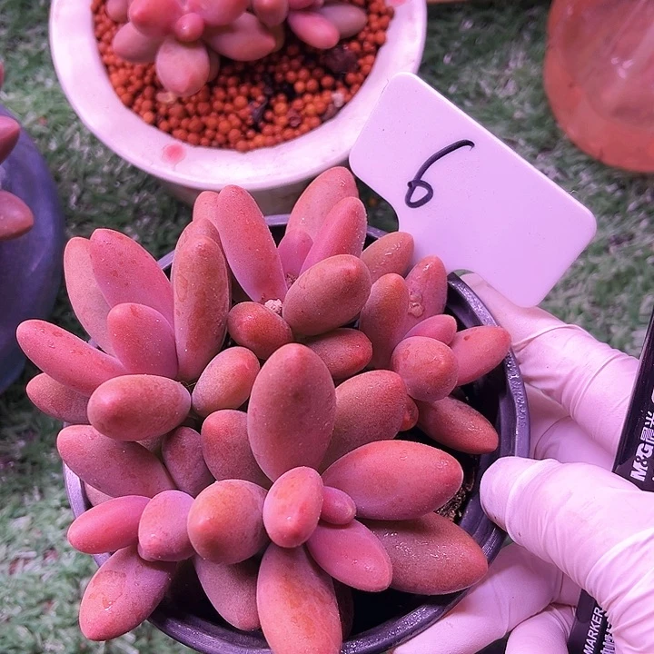 我是第一百亲亲了吧我的天啊