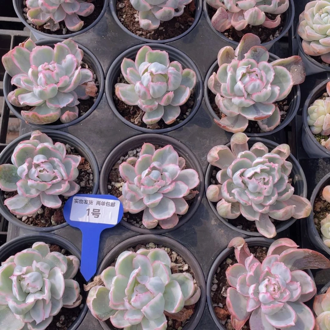 1号仙气飘飘伯克利锦单头一个