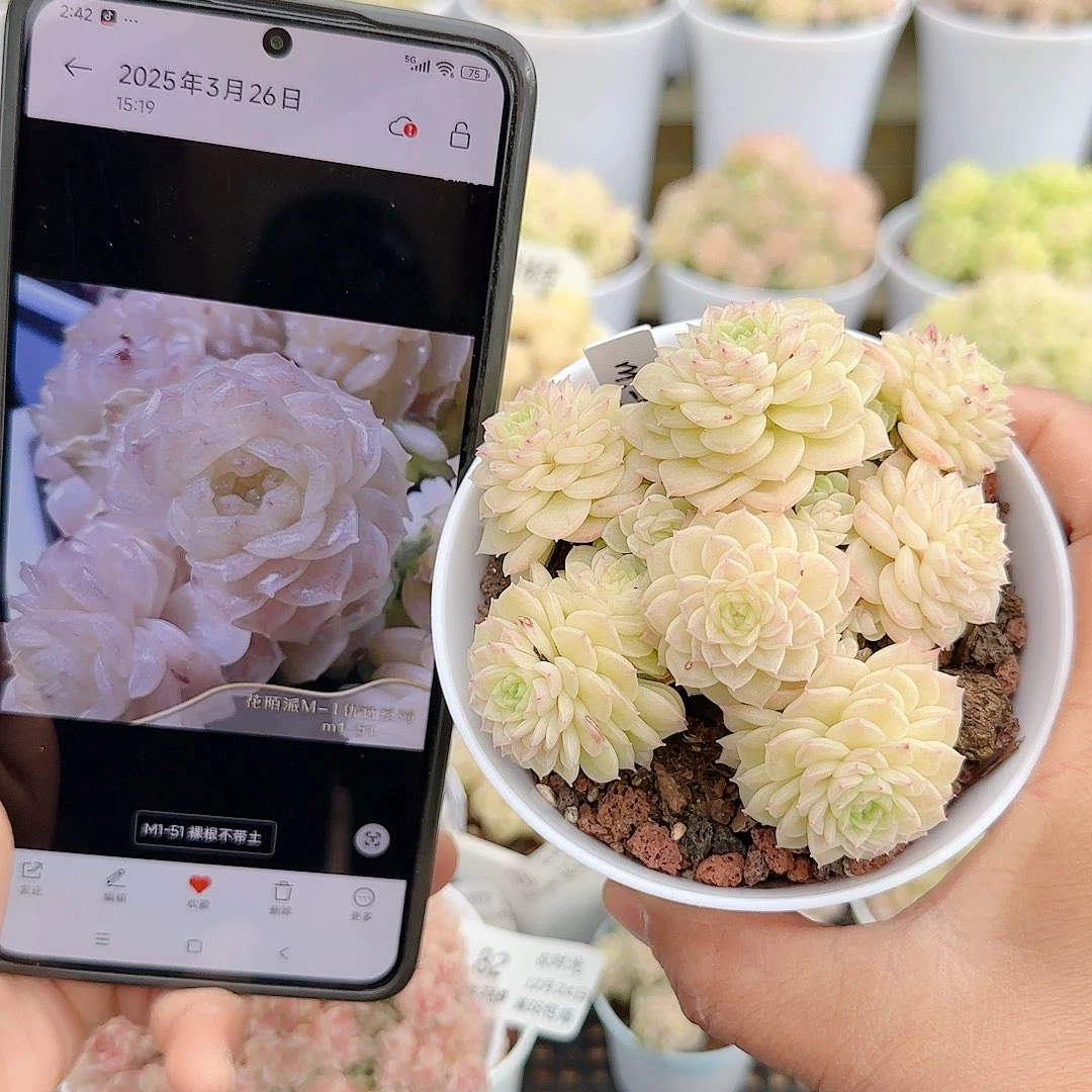 1224-83（m1-51）优选