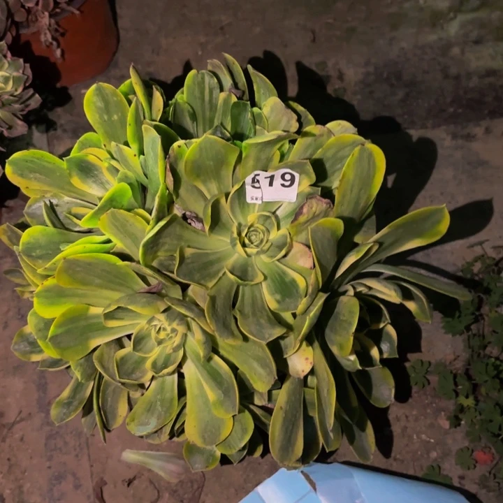519加州香炉盘多肉植物不售后锦