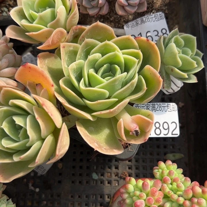 幸运儿是一位非常幸运