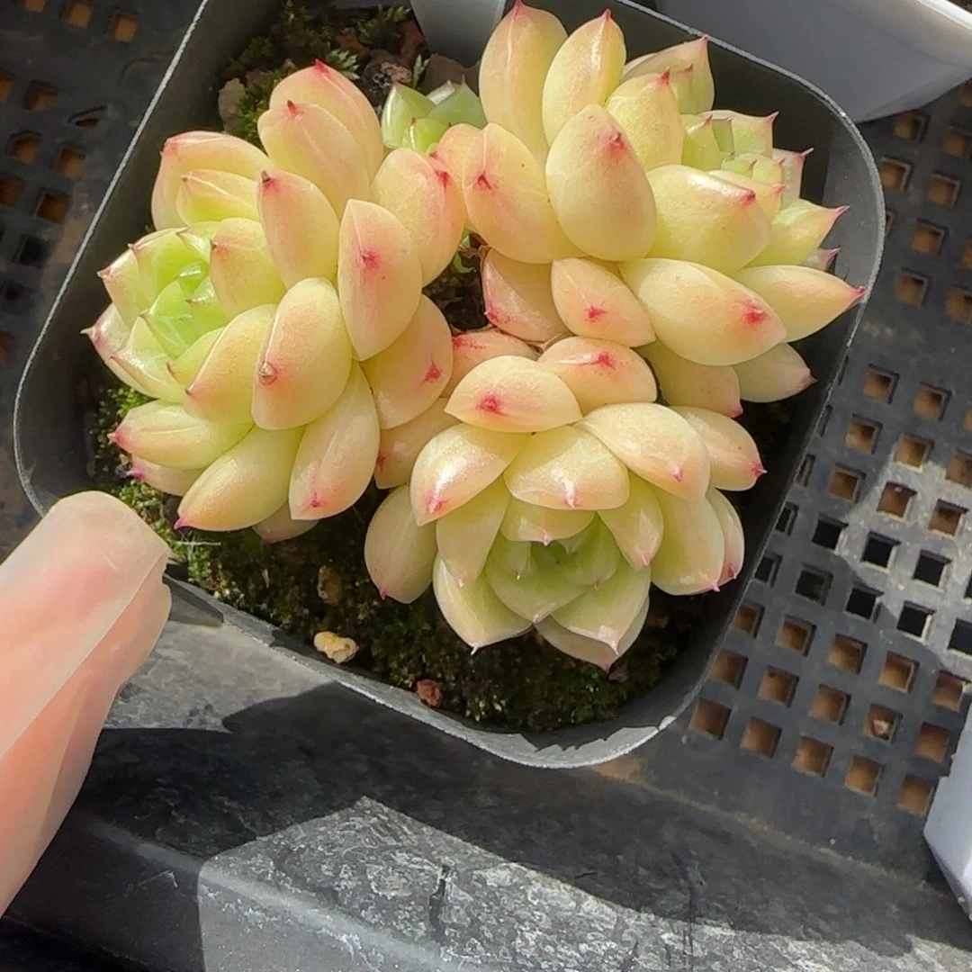 360东篱下多肉植物盆栽