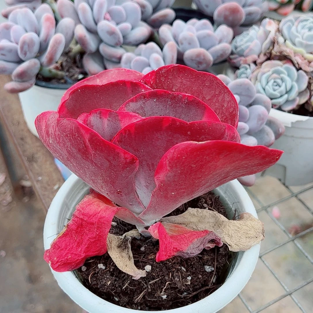 唐印大单头精品特价