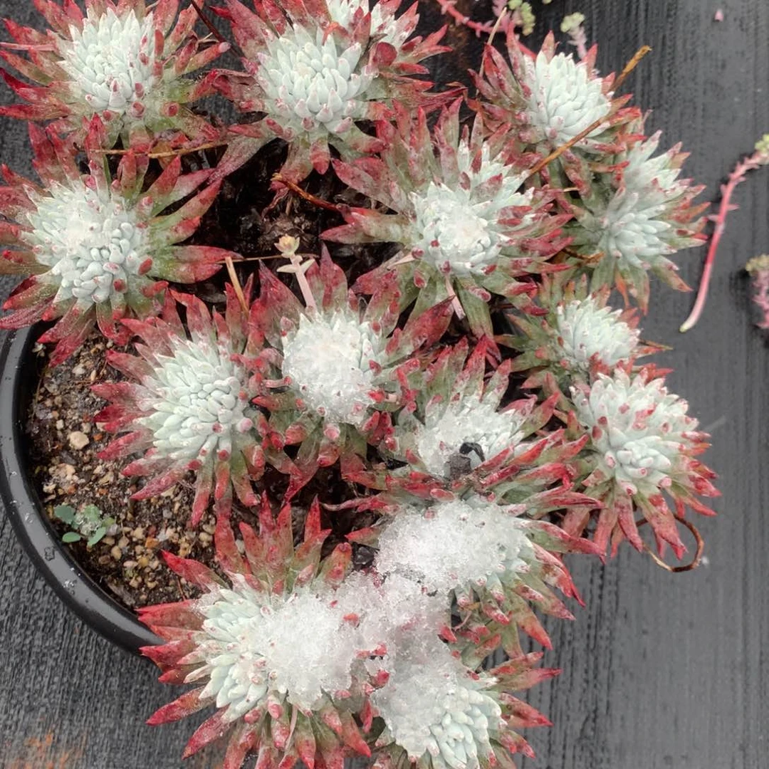 丽黑户多肉植物新年快乐