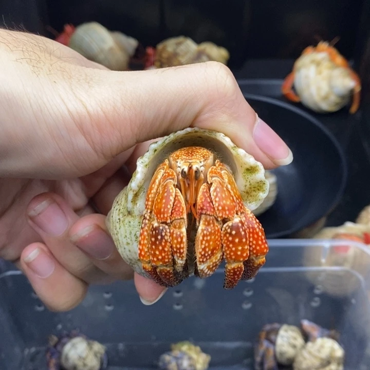 2.7口特价商品斐济草莓