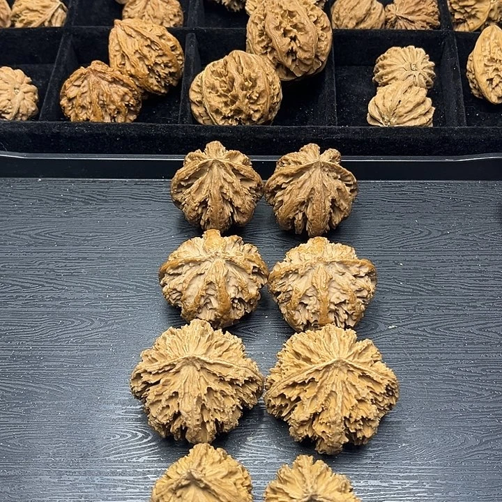 木质类秦岭突突突突突突突