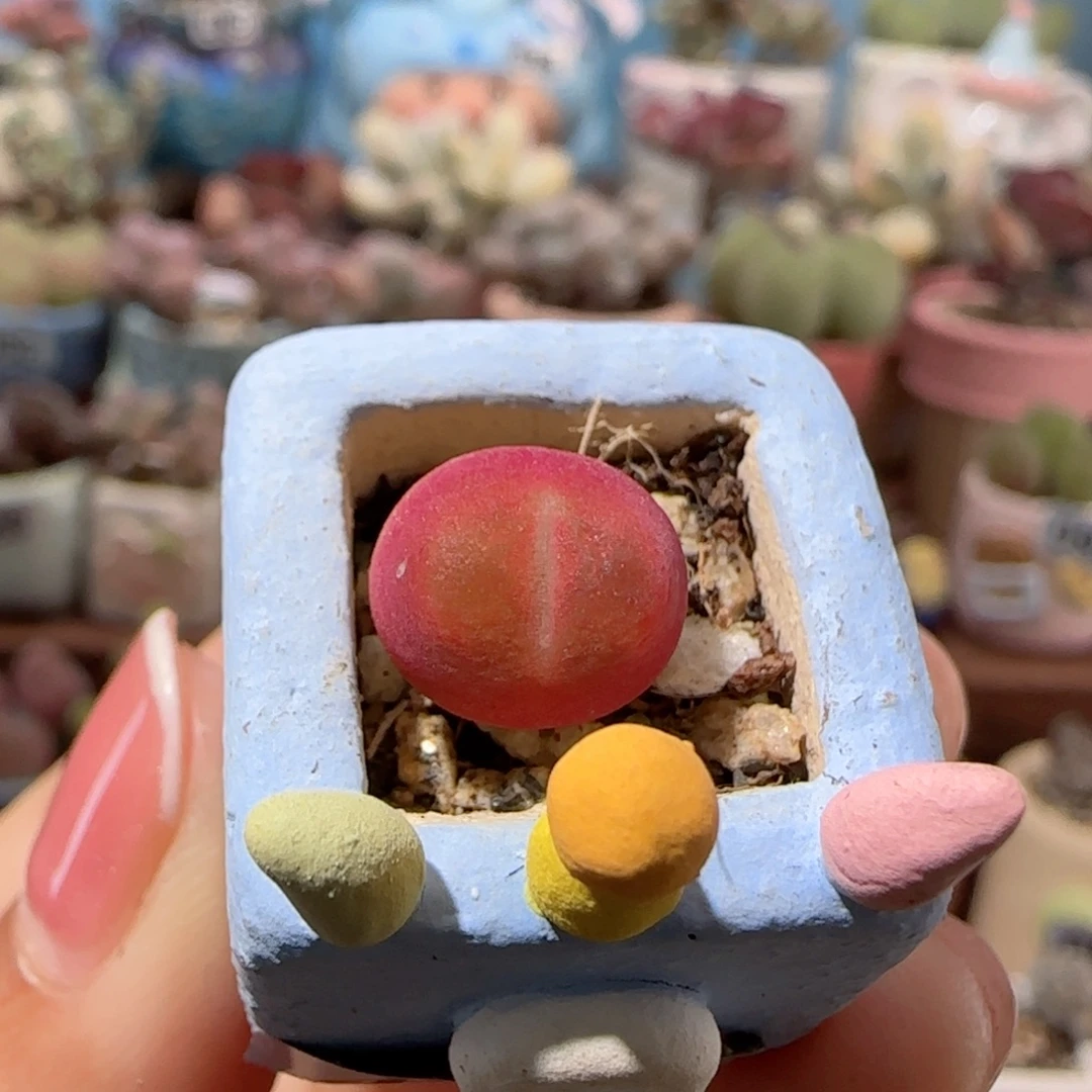梦***一T红红小蟠桃盆口1.5cm