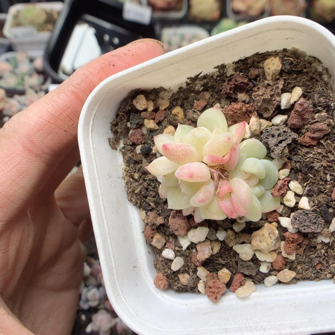 无花朵E117。yyyyyyyy