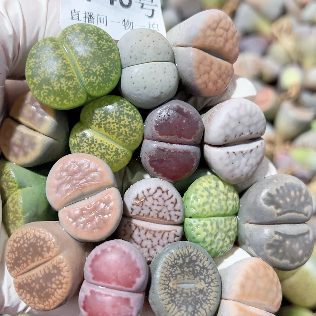 8745 好养易活生石花大母本16个下播福利