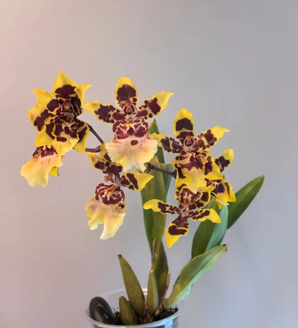 老黑家的【花猫】文心兰  室内盆栽开花久易养绿植花卉