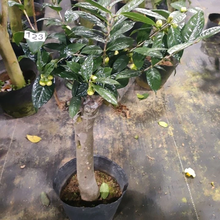 123金花茶，原盆原土发货