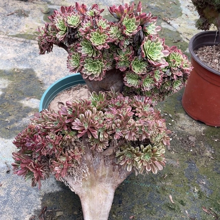 龙***厂法师老桩缀化打包