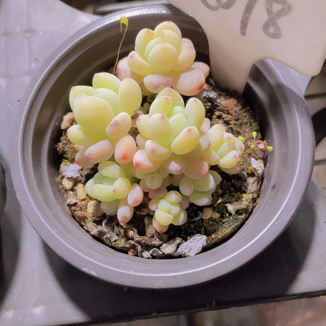 ?****?樱花劳尔a078一物一拍