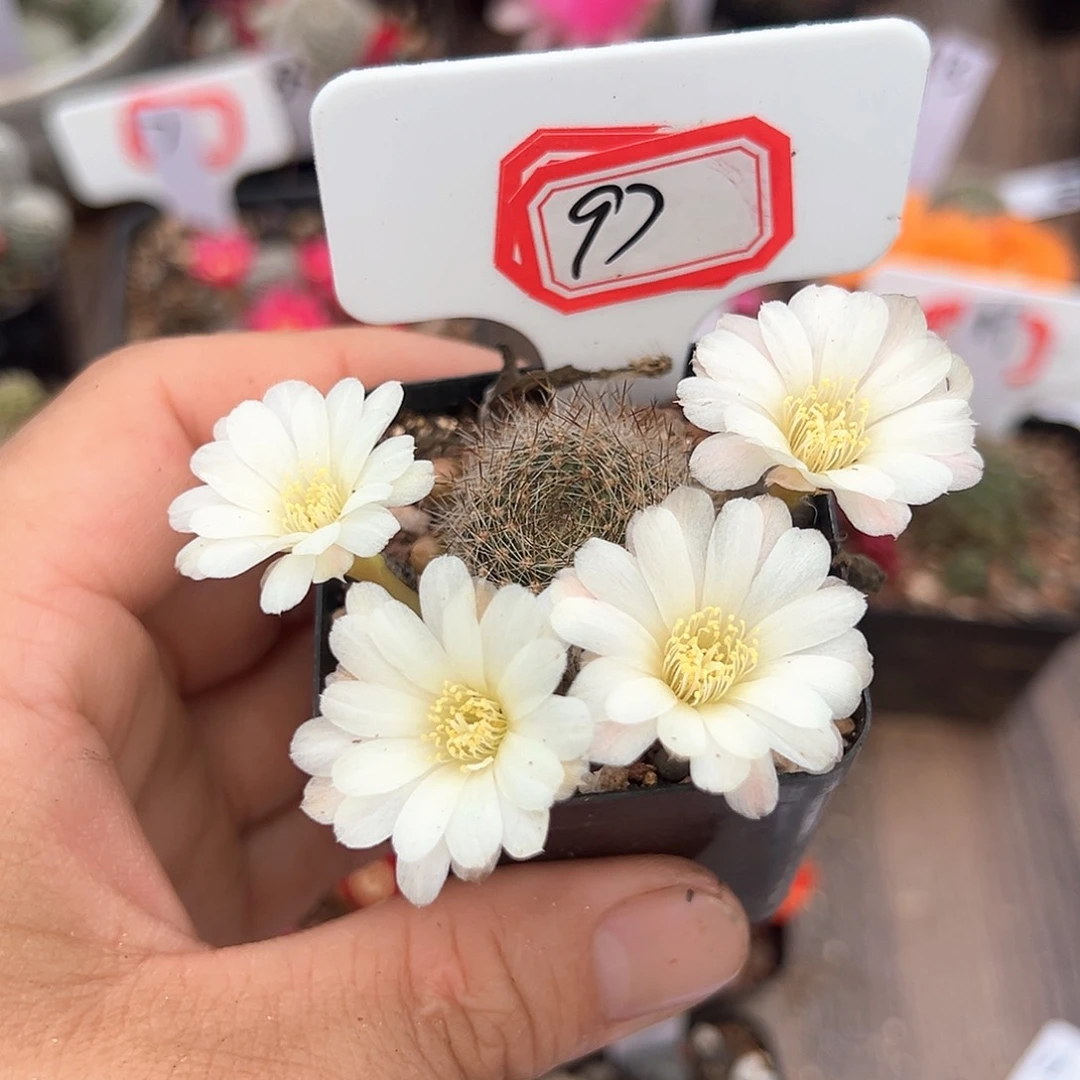 春*97往事多肉园仙人球往事