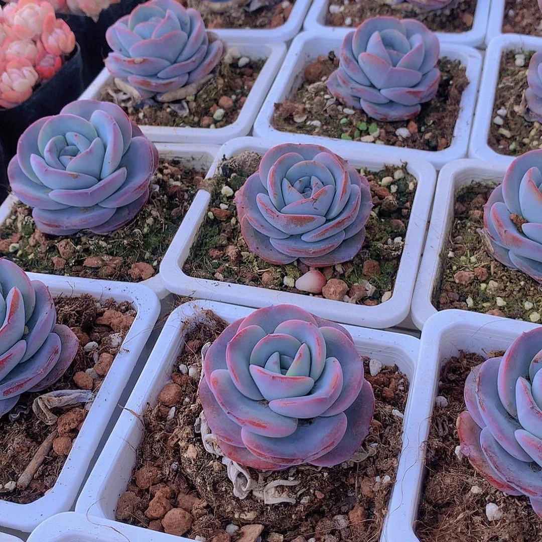 单头布鲁兰35689990000