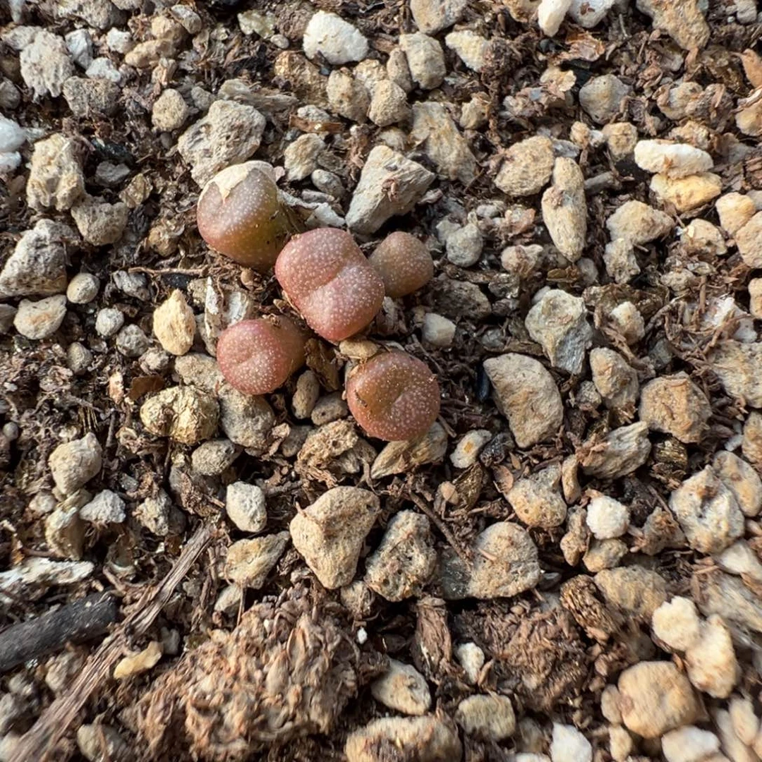 2-33肉锥多肉植物