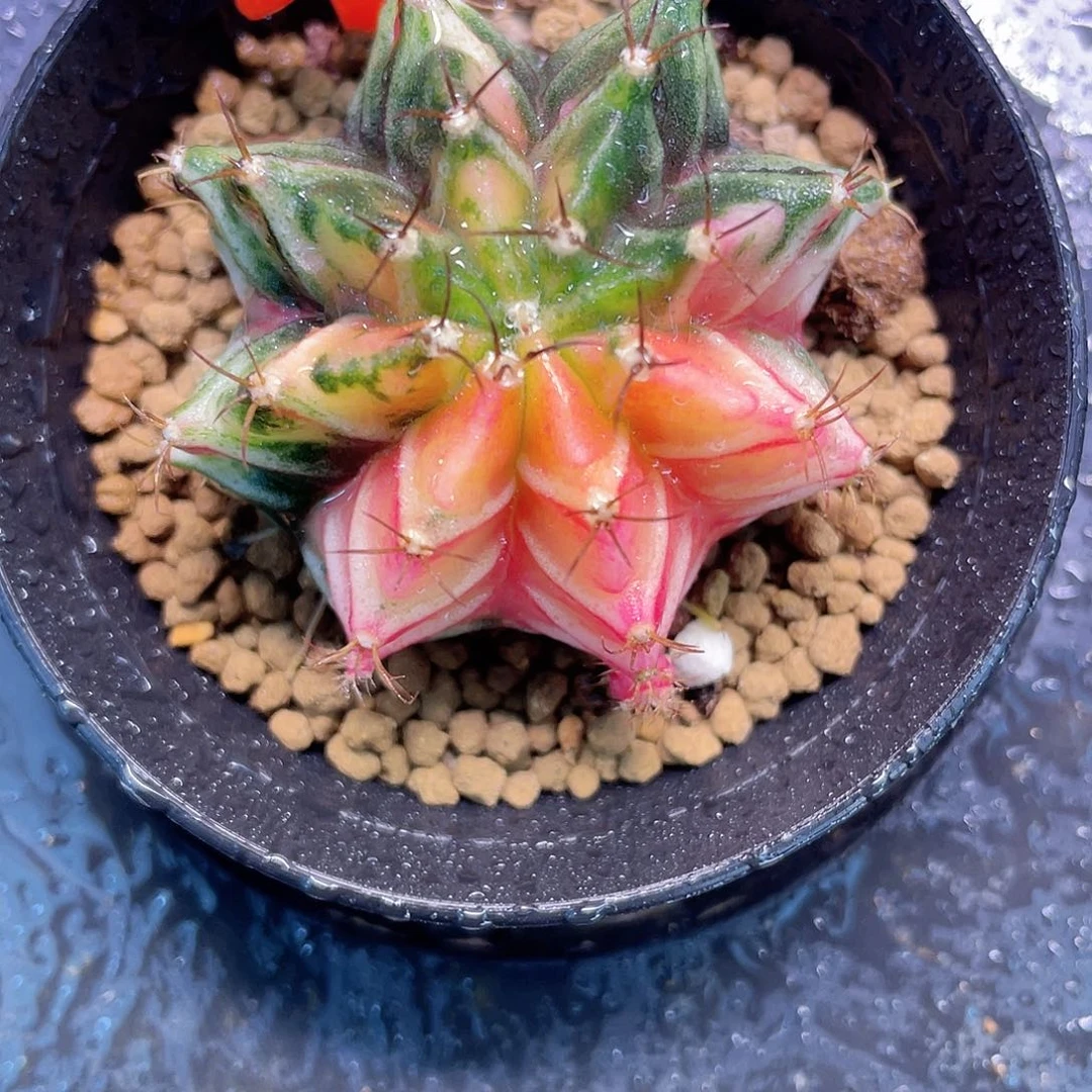 1-98米哈锦4.4厘米