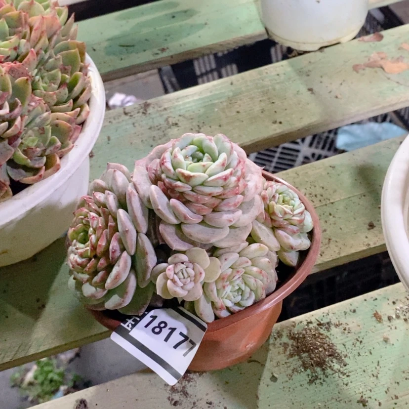 【闪购商品】天鹅绒18177