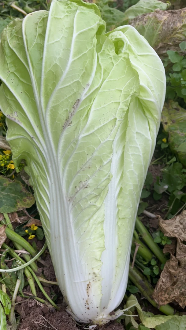 白菜 乡村土货 自家菜园 新鲜采摘生鲜
