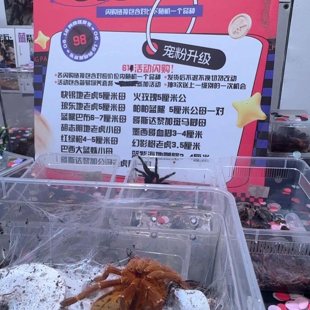 跳蛛98 放送 618活动