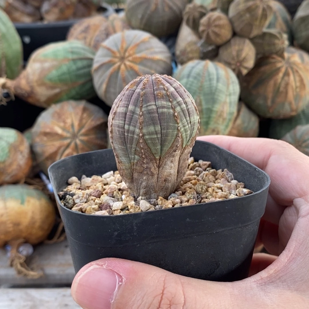 欧系实生布纹球多肉植物