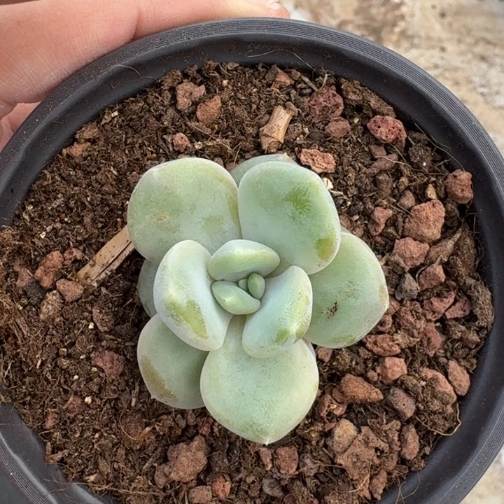 芒果冰 单头 一物一拍