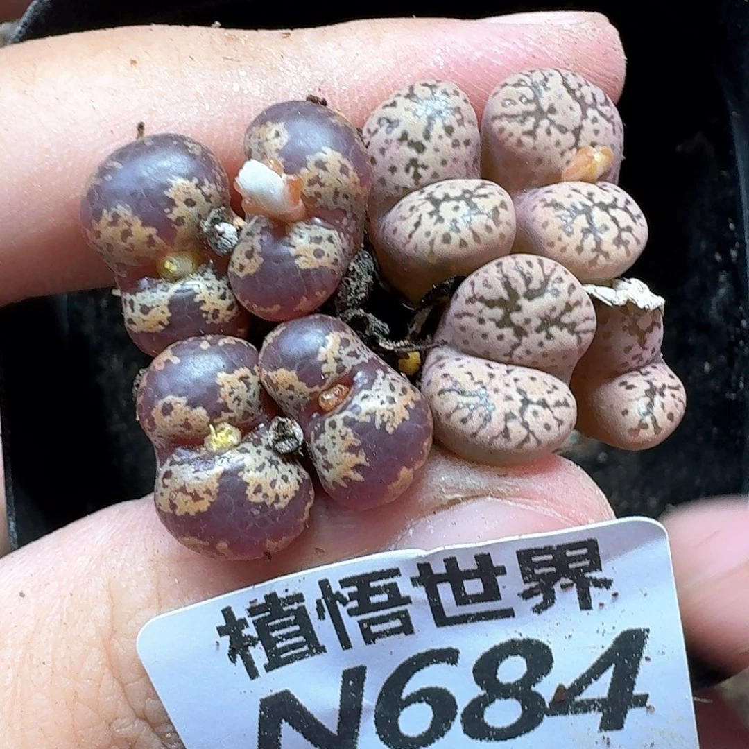 多肉植物的润泽法v