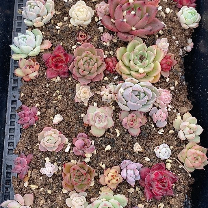 100 多肉植物盆栽花卉植物