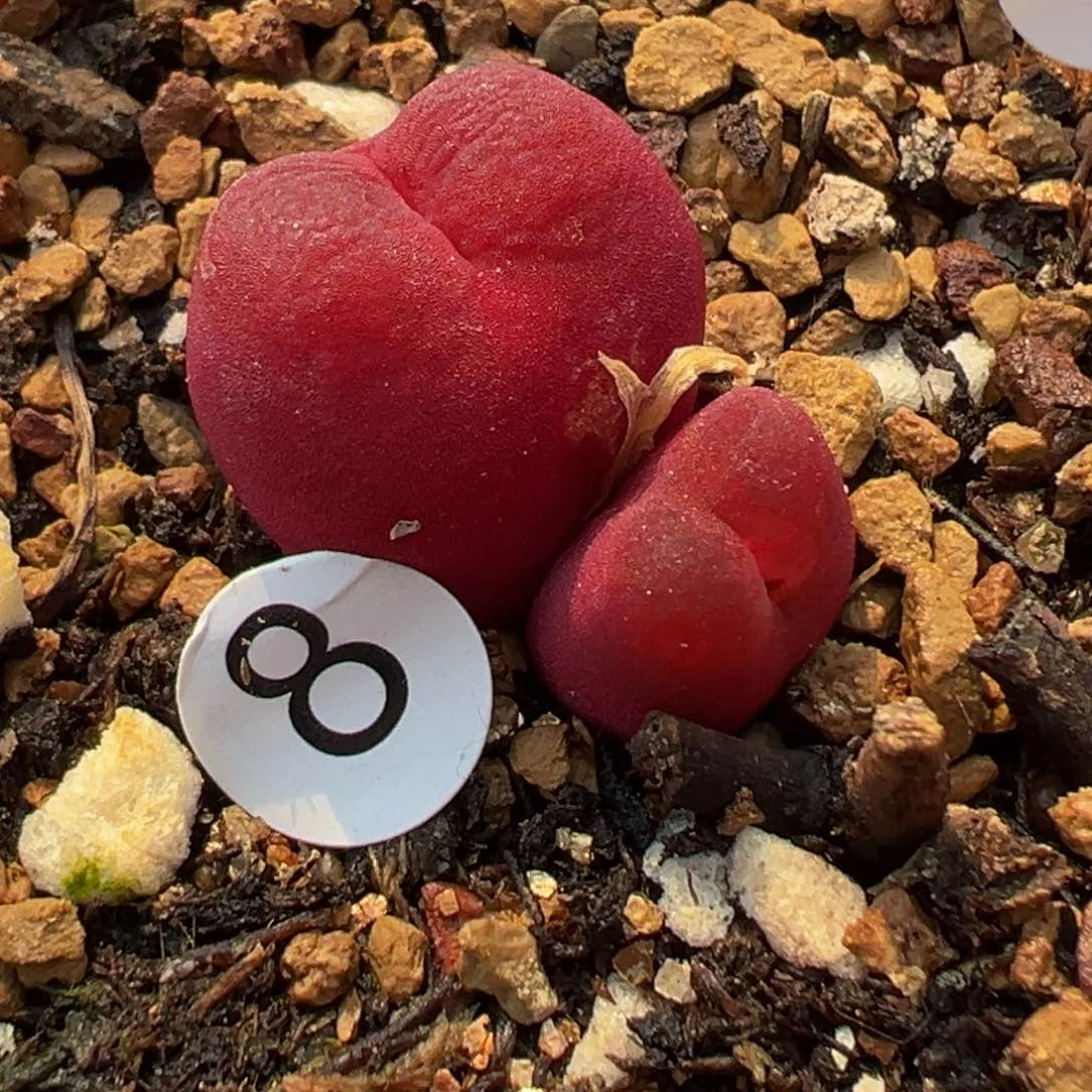 多肉植物11111111111111111