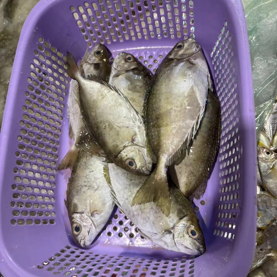 湛江本港网仔泥猛鱼 3斤（1斤7条左右）帮去肚损耗10%肉微微甘