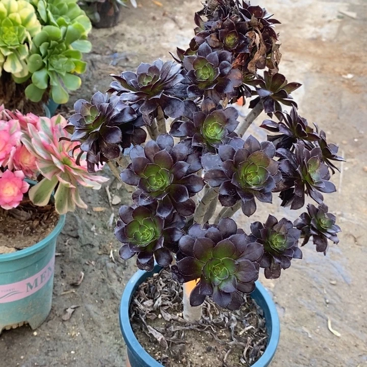 黑豆28多肉植物法师