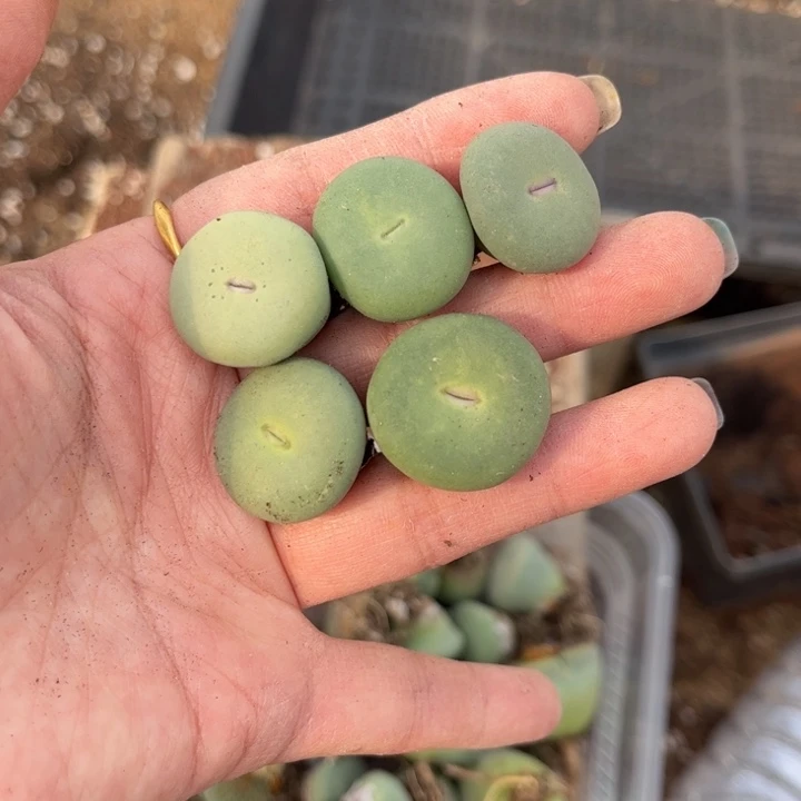 五颗小红嘴888888888