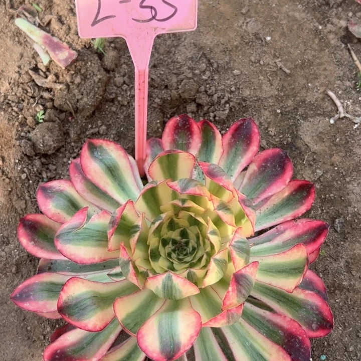 2-35爱丽丝植物多肉