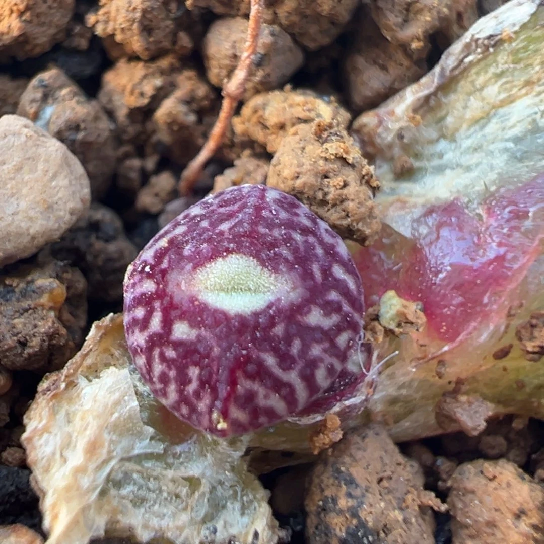 62多肉植物百科知识